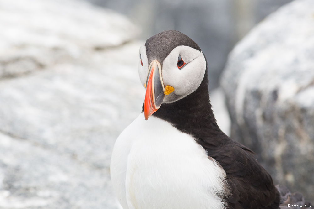 LeeCordner-puffins-1307030491