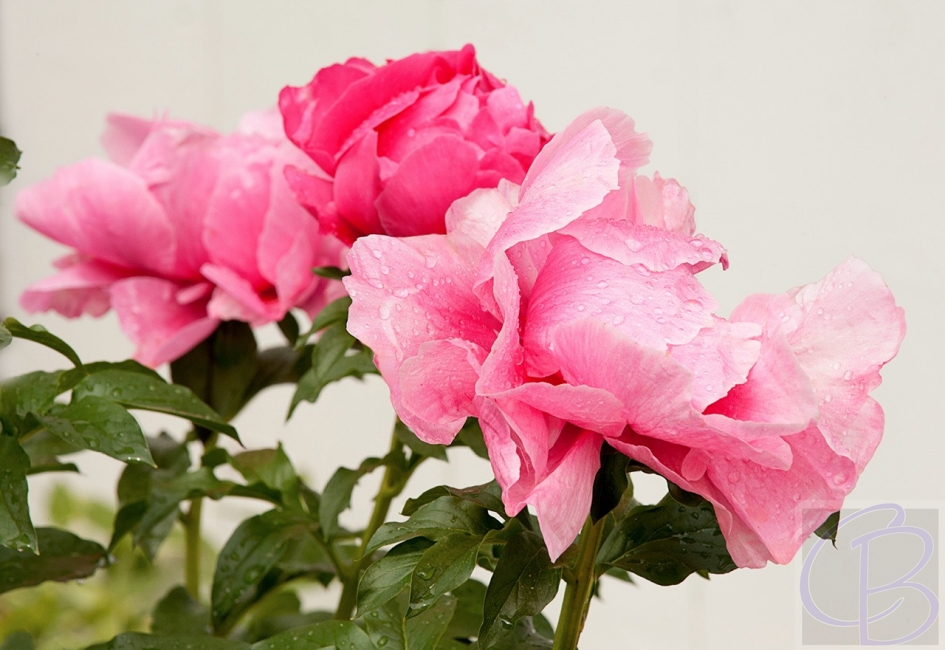 CarolynBates_peony_13ag_BAT5727_sh_web_2469-3351-1000-650-100-wm-right_bottom-100-watermarklogoclb150png.jpg