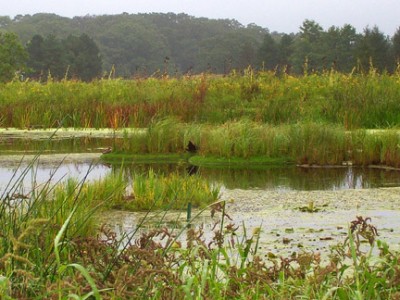 b2ap3_thumbnail_wetland---Illinois.JPG