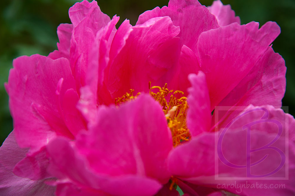 flowers_BAT8204-2012af-sh-web-srgb-wtrmk.jpg