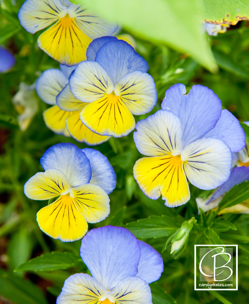 Flowers at Flynn Garden Tour