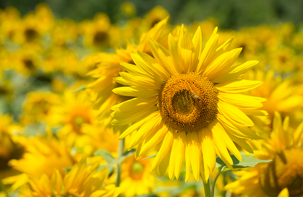 larsen-sunflowers-1.jpg