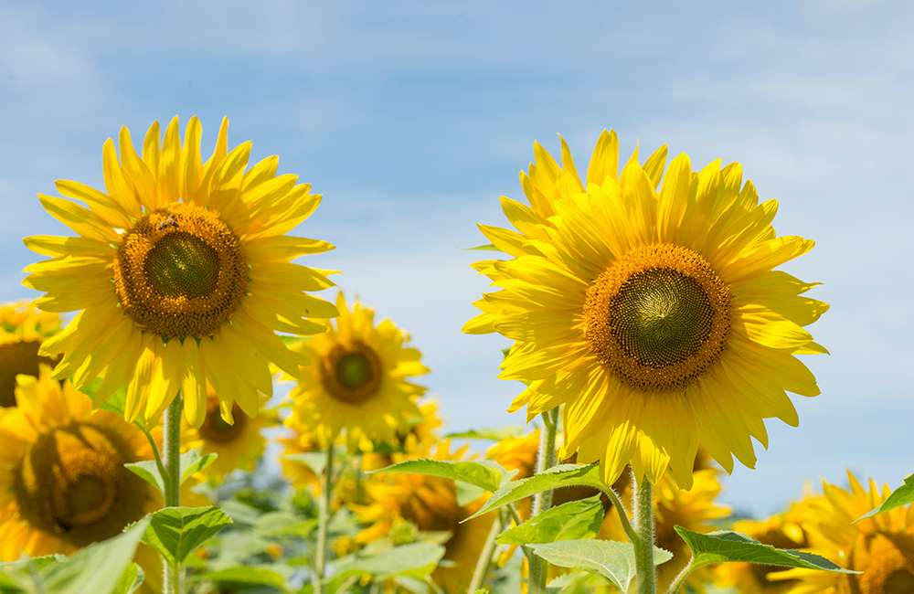 larsen-sunflowers-4.jpg
