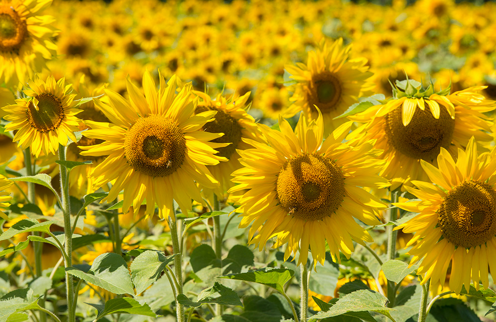larsen-sunflowers-6.jpg