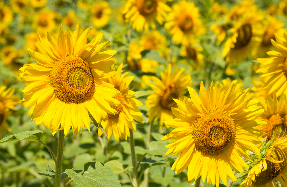 larsen-sunflowers-7.jpg