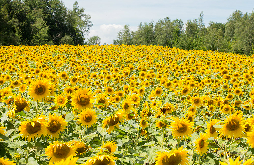 larsen-sunflowers-2.jpg