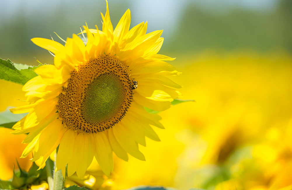 larsen-sunflowers-5.jpg