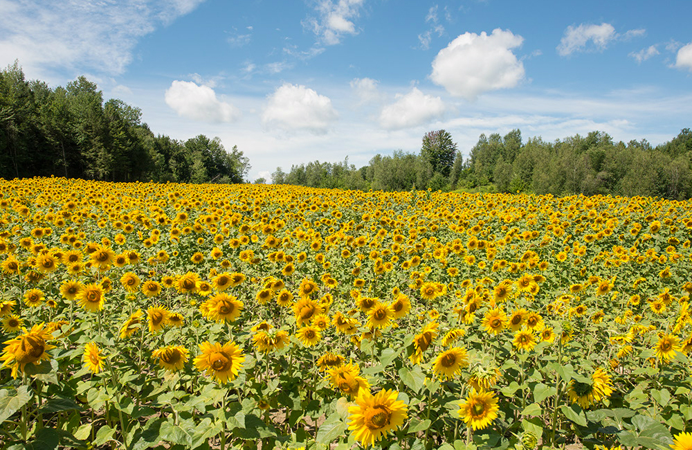 larsen-sunflowers-8.jpg