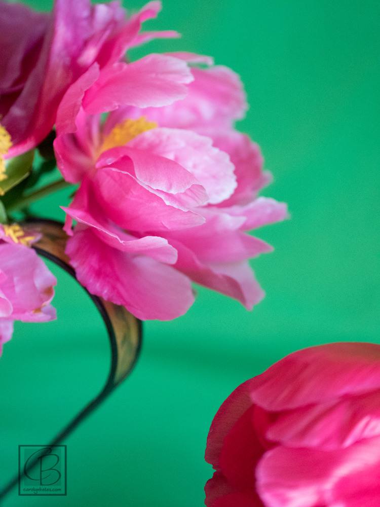 peony-carolynbates-nature-photography-1150116.jpg