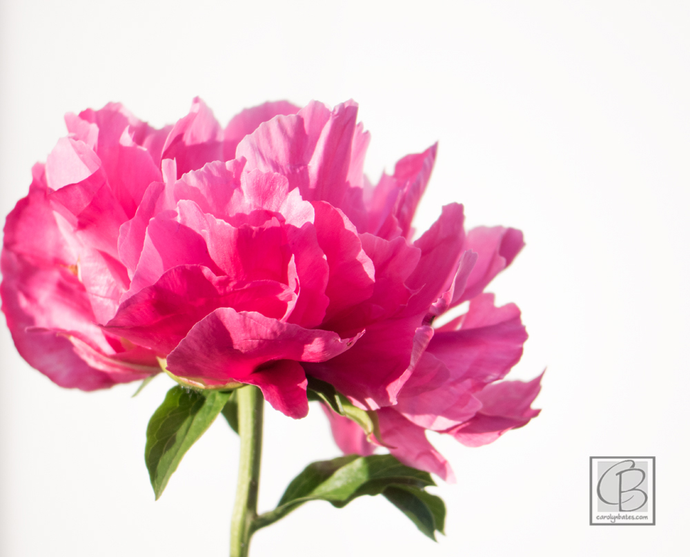 peony-carolynbates-nature-photography-1150181.jpg