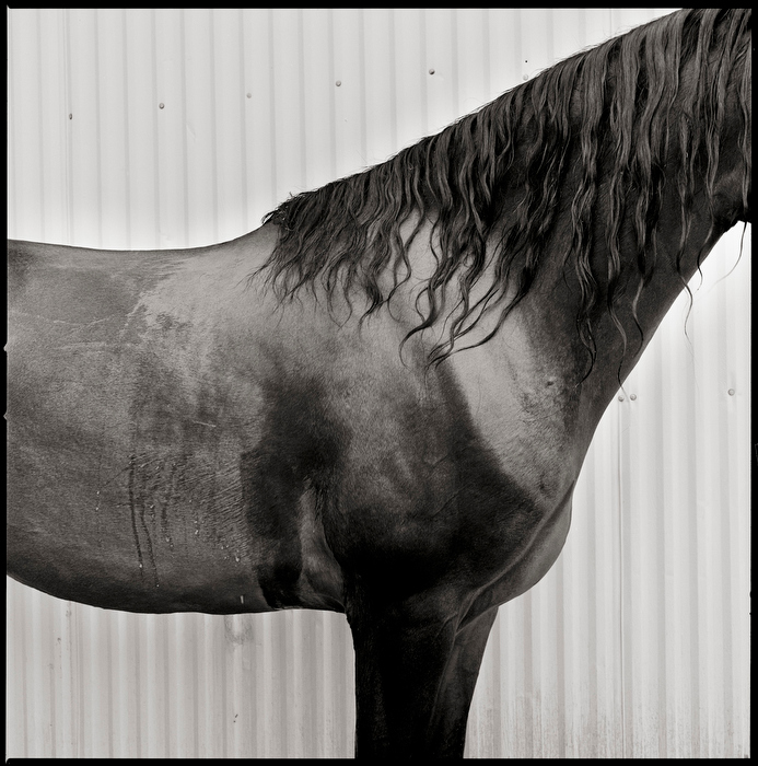 Vermont Morgan Horse Photography by Brett Simison