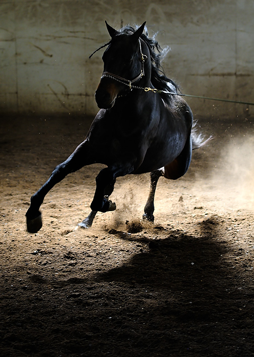 Horse Running