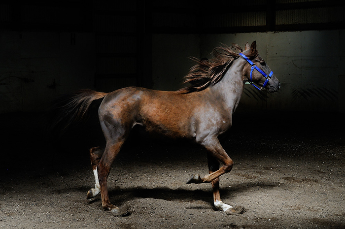 Vermont Morgan Horse Photography by Brett Simison