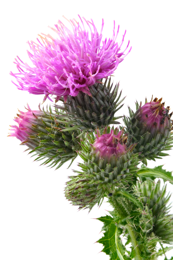 Burdock Flowers