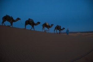 Riderless camels head home for the night. Photo by Patricia Pomerleau