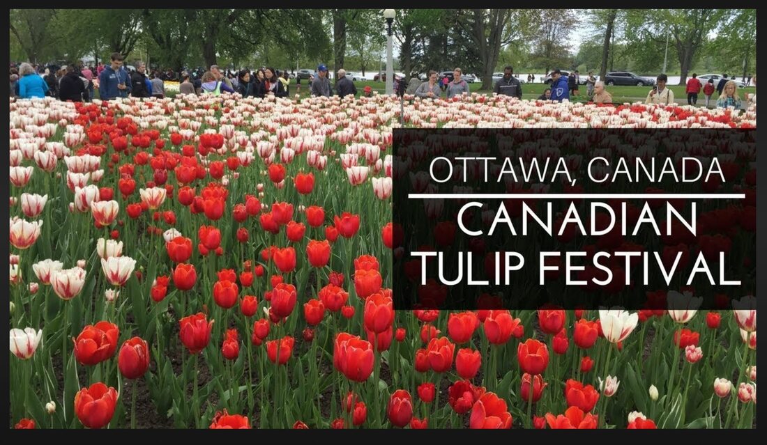 Join The Burlington Garden Club on a colorful trip as we walk through the tulips!